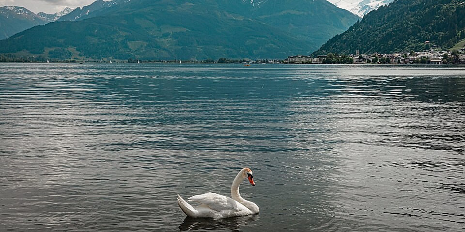 image of a swan on a lake